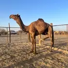 قعود فحل ثني حمر ادهم