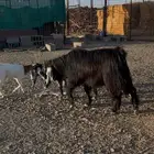 فحل عارضي
