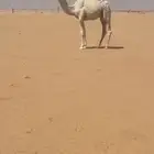 قعود فردي جده حاكم بن قريع