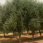شجره زيتون معمر متفرع