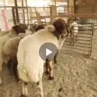 غنم نعيمي 10روس بالفحل