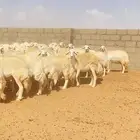 غنم حريات حرش 76 تحتها 10 ( تم البيع )