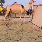 خلفه كفو بكر تحتها بكره للبيع هجن