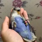 ببغاء روز اليف جدا  وهدد