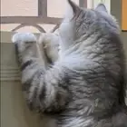 قط ذكر الطايف