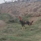 ديك باكستاني تراثه فاخر