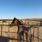 فرس حارهه جاهزه ب التشبيه