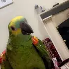 ببغاء امازون بلوفرنتد