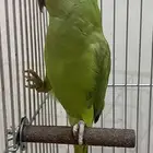 للبيع دره هندي