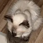 قط انثى همالايا للتبني