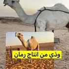 بعير فحل منتج انتاج طيب وموجود انتاجه معه