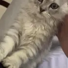 قطه شيرازي