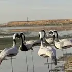 كرك رهو