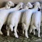 ذبايح خرفان رخال حريات مع خدمه السلخ والتوصيل