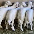 ذبابح خرفان ورخال مع السلخ والتوصيل