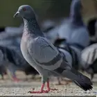 للبيع حمام