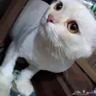 قطه