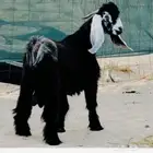 تيس عارضي فحل جذع