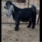 تيس مشروع فحل معرف