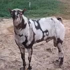 فحل صلالي