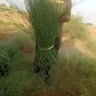 مرخ جيزان طازج