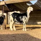 طلي نجدي مشروط صنف الصنف