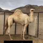 ولد حبيب جهينه