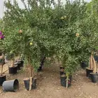 اشجار مثمرة واشجار زينة واشجار ظل   نجران
