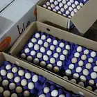 بيض بلدي مخصب100طبق يومي