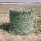 مطلوب مستثمر في مشروع أعلاف