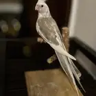 كروان هولندي هدد