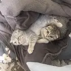 قطط سكواتش للبيع