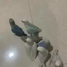 طير روز