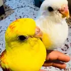 فرخين براكيت