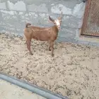 للبيع جفره عمانيه