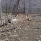 دجاج باكستاني