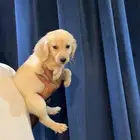 كلاب جولدن للبيع
