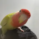 روز