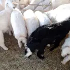 غنم حريات للبيع عدد 19 و 1 خروف نجدي ومنها 6 رخال