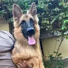 للبيع جيرمن شيبرد