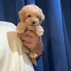 جراوي توي بودل