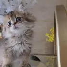 قطط سكوتش فولد و ستريت للبيع