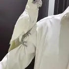 كوكاتو اليف جدا مافي عض