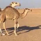حاشي لباني