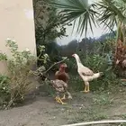 دجاج سندي