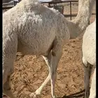 قعود شحم مفرود