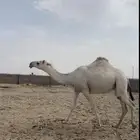 بكره ثنية