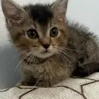 قطط للبيع سكوتش امريكي