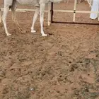 مفرودة تحقق الشتاء ذا من ذود ابن مخيال العجمي