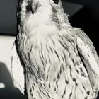 باشق او شبوط